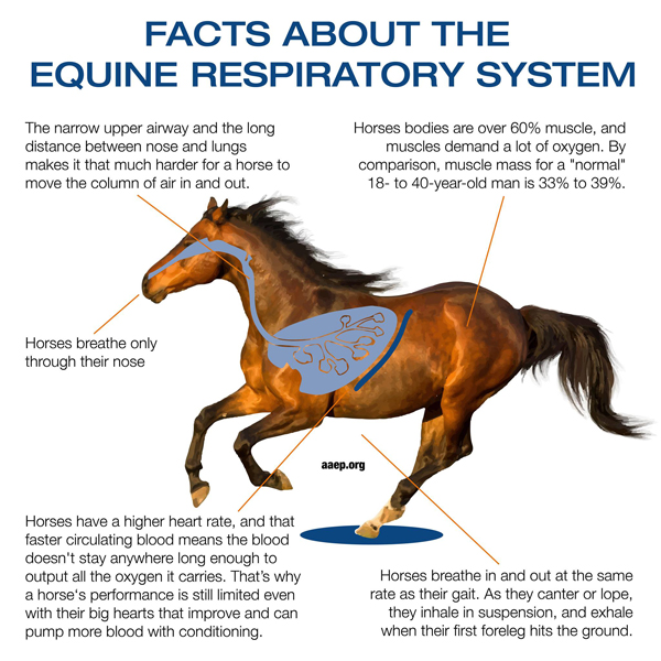 Equine Respiratory Exam