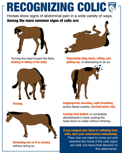 Do You Know How to Spot Colic In Horses?