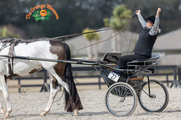 Around the Rings Photos and Results – FCHC Orange Blossom Show