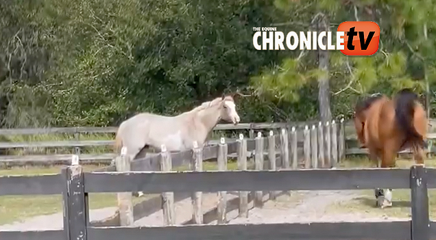EC Video of the Day: The Beauty of Horses, aka “What We Think of Mondays”