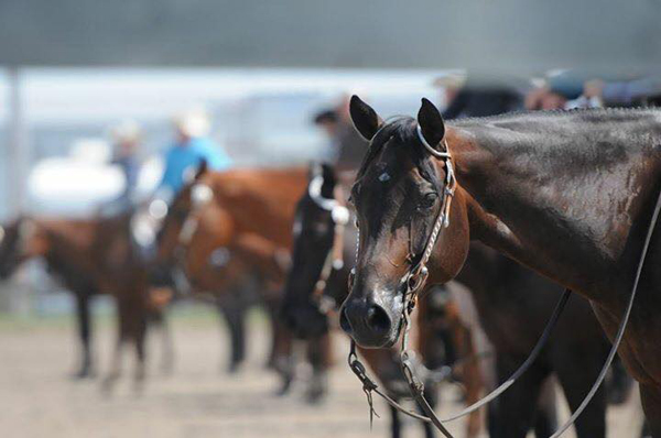 2023 Ontario QH Summer Finale Showbill and Stalls Now Online