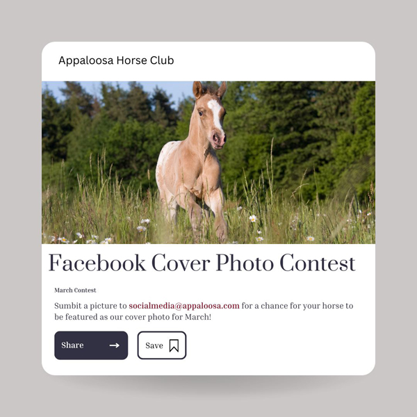 Appaloosa Horse Club Facebook Photo Cover Contest