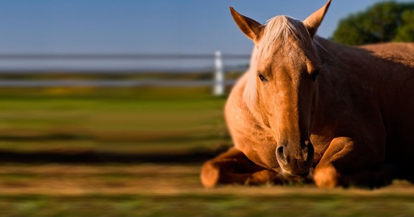 Equine Guelph Talks Ulcers This February During Colic Prevention Education Month