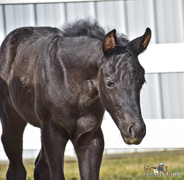 EC Foal Photo of the Day – Miss Vickie