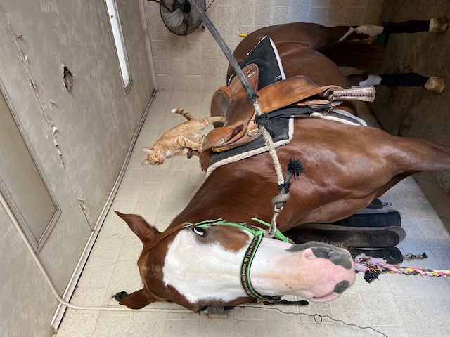 EC Photo of the Day – Barn Buddies