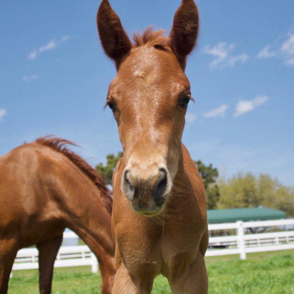 Mark Your Calendars for Springtime Shows with An Equine Production