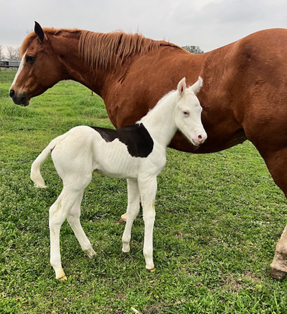 EC Foal Photo of the Day – Like Night and Day