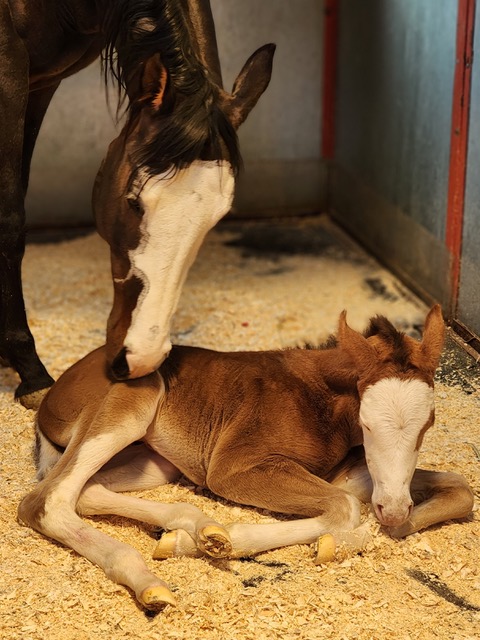 EC Foal Photo of the Day – A St. Patrick’s Day Gift