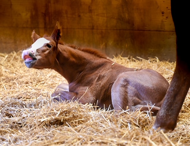 EC Foal Photo of the Day – It’s Just the Milk Talking!