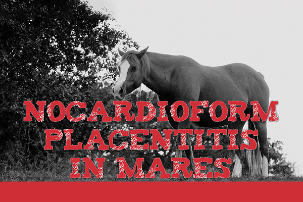 Nocardioform Placentitis In Mares