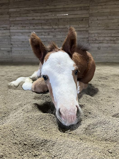 EC Foal Photo of the Day – I Noah Cowboy