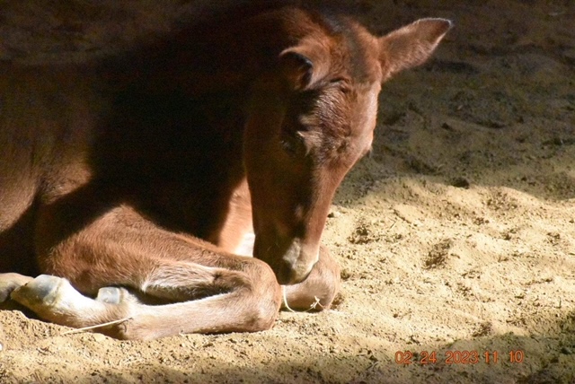 EC Foal Photo of the Day – Searching Out the Sunbeams