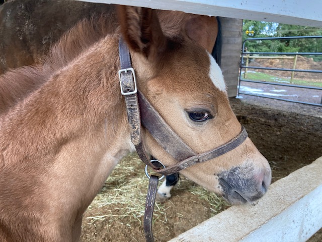 EC Foal Photo of the Day – VS Got The Blues