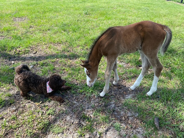 EC Foal Photo of the Day – Fast Friends
