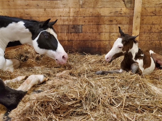 EC Foal Photo of the Day – Maiden Mare Meets Brand New Colt