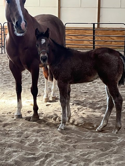 EC Foal Photo of the Day – Makin Cowgirls Wild