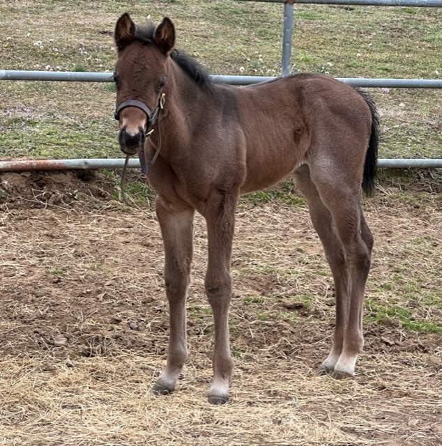 EC Foal Photo of the Day – Melody