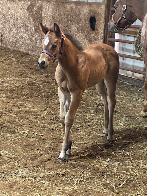 EC Foal Photo of the Day – Built Like a Little Tank and the Sass to Go With It