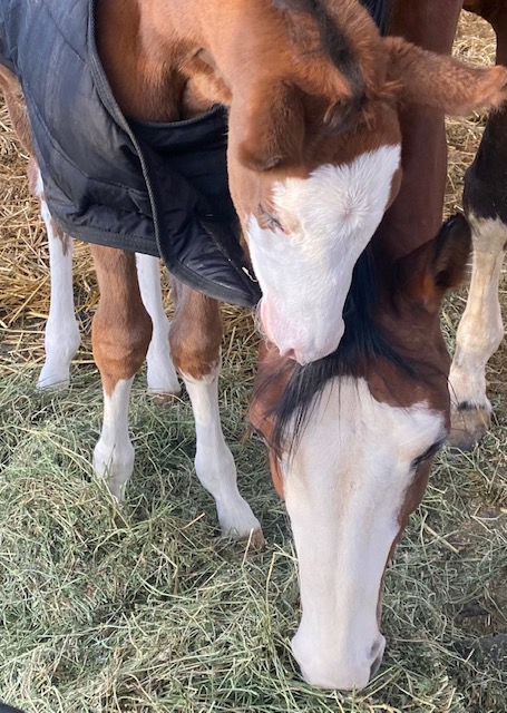 EC Foal Photo of the Day – Required Invitation Filly