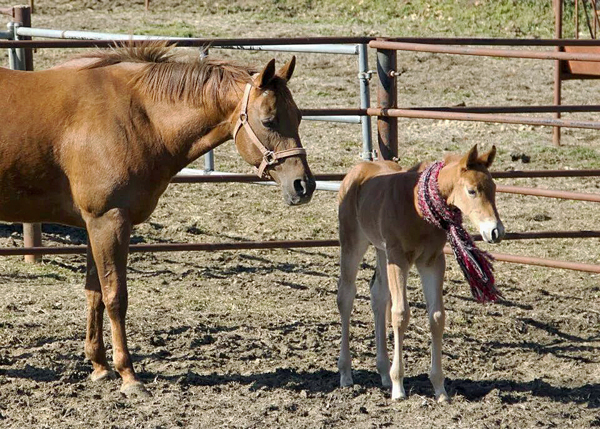 EC Foal Photo of the Day – Bringing A Smile To Your Face