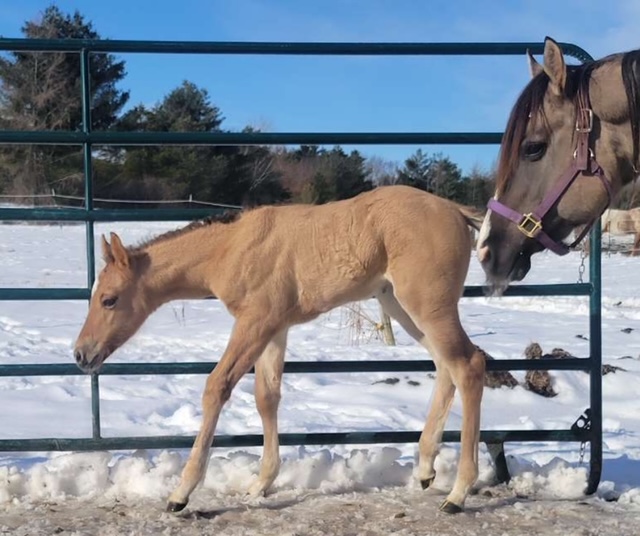 EC Foal Photo of the Day – Meet Mango!