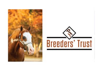 Zippos Sensation & Call Me A Cowboy Top Breeders’ Trust Charts for 2022