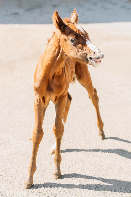 EC Foal Photo of the Day – Fiirefly!