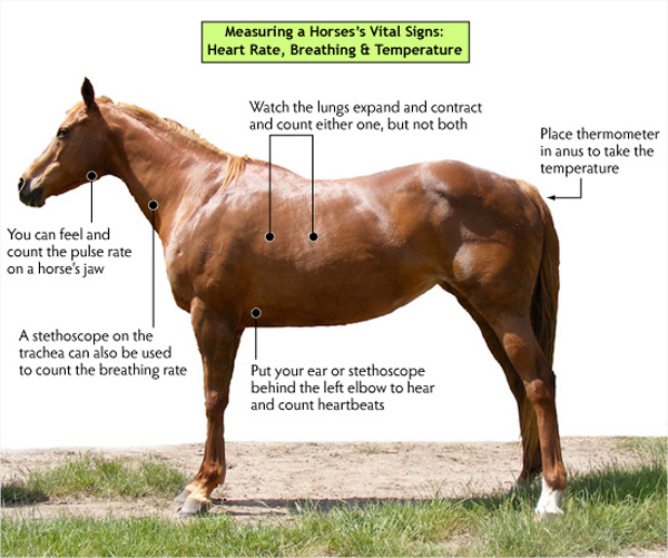 Taking Equine Vital Signs