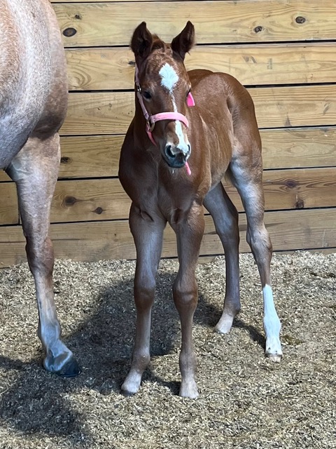 EC Foal Photo of the Day – Meet Phoenix!