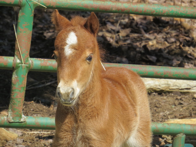 EC Foal Photo of the Day – It’s Alright to be Little Bitty