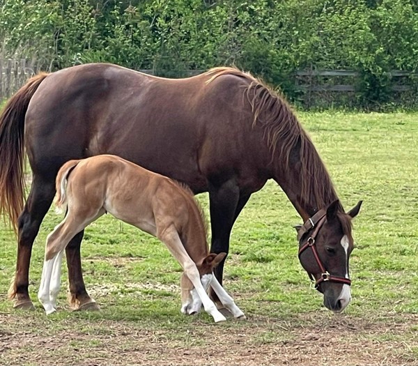 EC Foal Photo of the Day – Filly Yoga