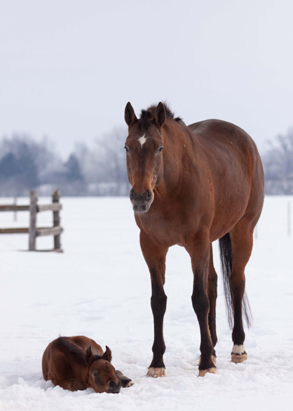 EC Foal Photo of the Day – A Beauty to Appreciate