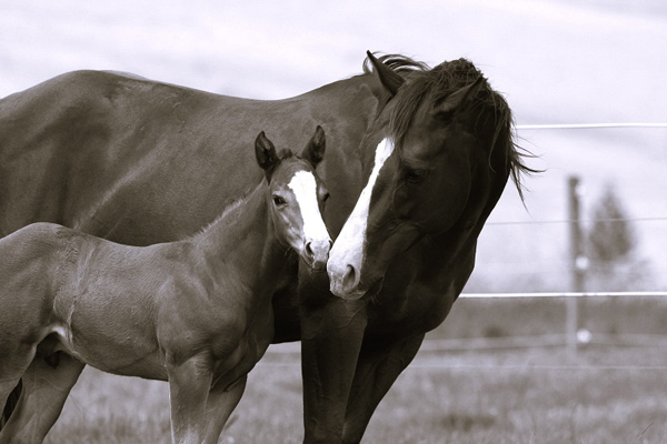 AQHA Convention Moving to Las Vegas