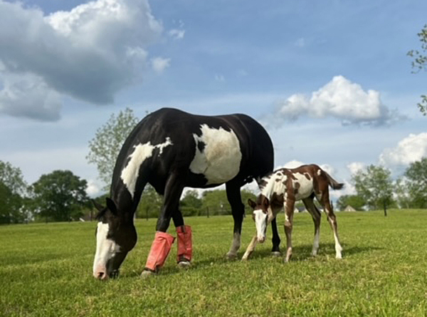 EC Foal Photo of the Day – Mic Droppin