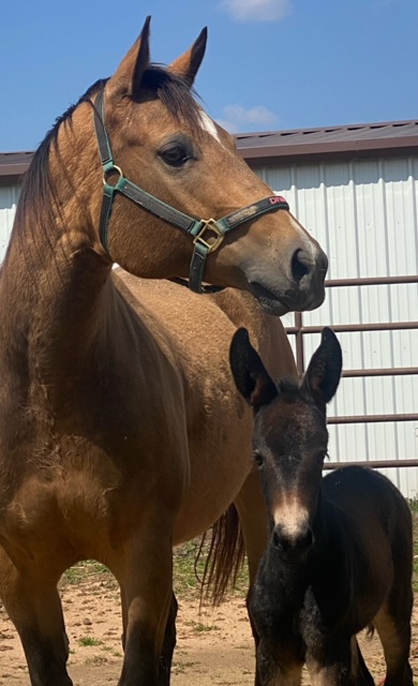 EC Foal Photo of the Day – Those Ears!
