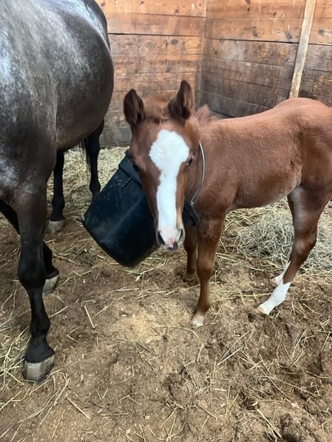 EC Foal Photo of the Day – Houston….. We Have a Problem