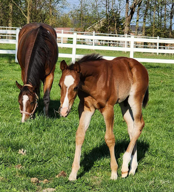 EC Foal Photo of the Day – Do A Double Take!