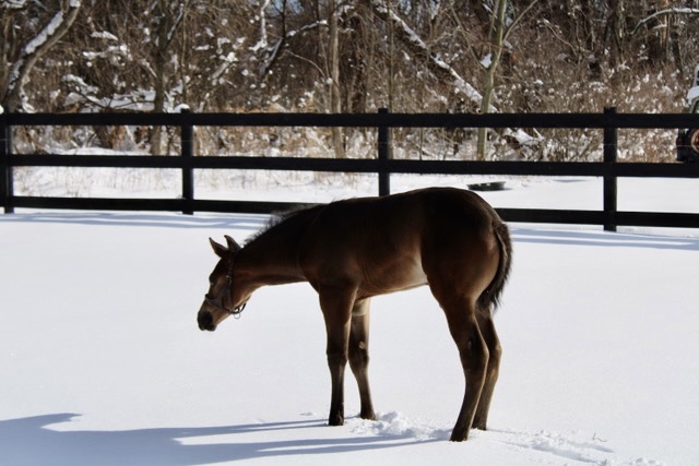 EC Foal Photo of the Day – What’s This White Stuff?