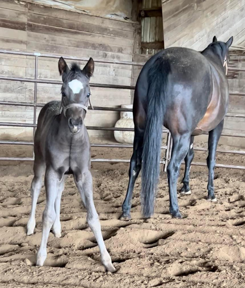 EC Foal Photo of the Day – Hello, Friday!