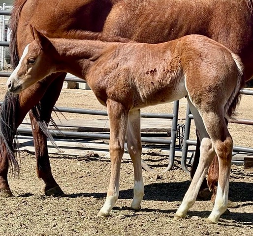 EC Foal Photo of the Day – Meet Roy!