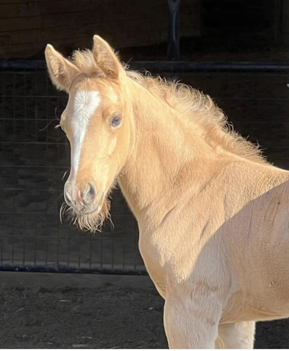 EC Foal Photo of the Day – Totally Kissable