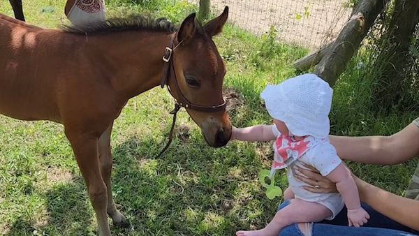 EC Foal Photo of the Day – Starting Them Young