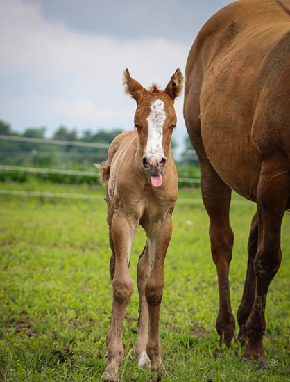 EC Foal Photo of the Day – When Life Gives You Monday