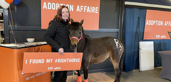 Pack Your Saddle Bags and Meet Adoptable Horses in Ohio