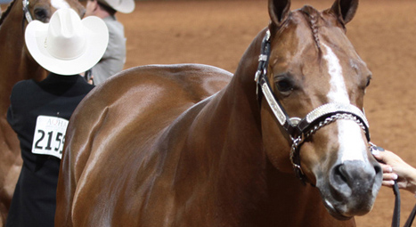 AQHA Halter Tracking Exemption Pilot Program