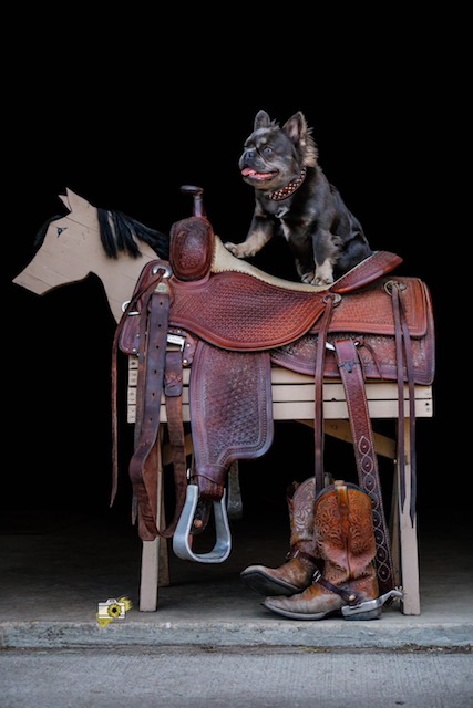 EC Photo of the Day – Sharkbait the Fluffy Frenchie