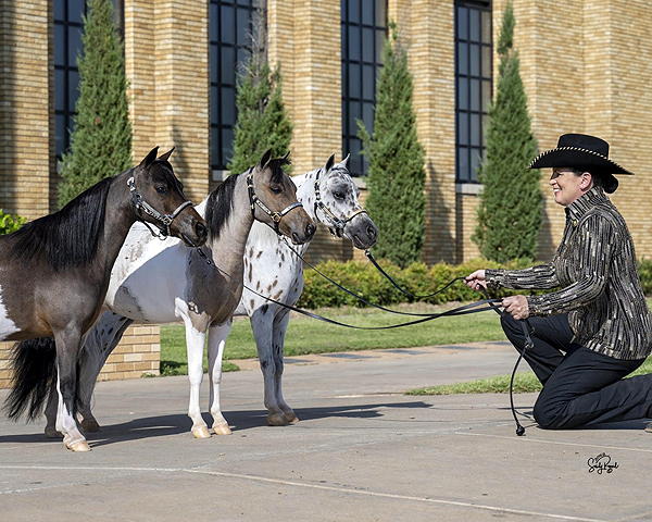 From Superhorse to Mini Horse