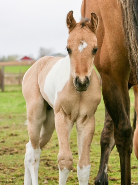 EC Foal Photo of the Day – One Dynamic Legend