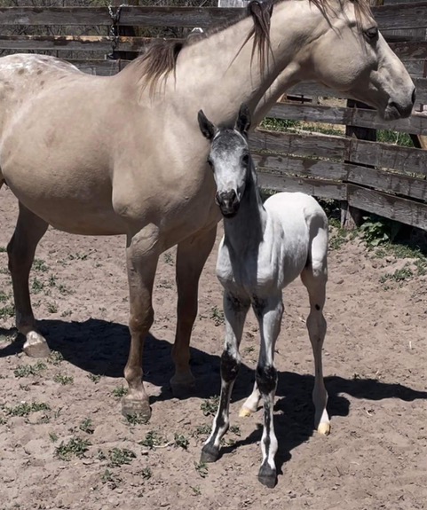 EC Foal Photo of the Day – Champagne Fire