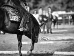 Around the Rings – VQHA Virginia National Stock Show